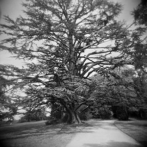 arbre_chaumont-bd3.jpg